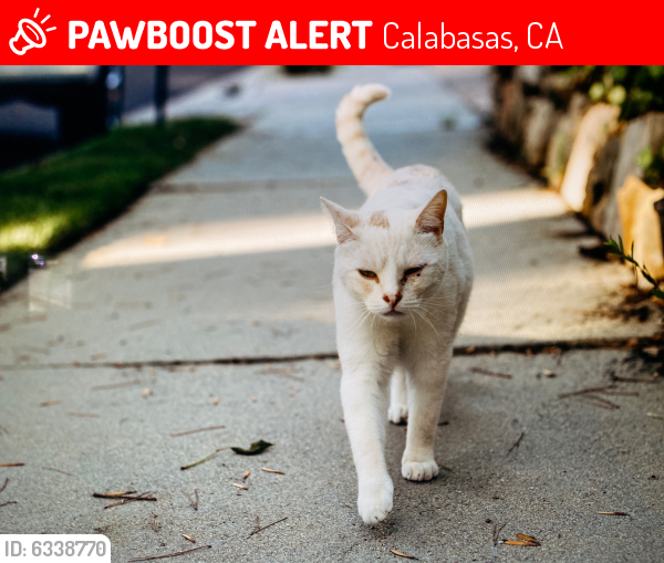Lost Male Cat last seen Greenview, Calabasas, CA 91302