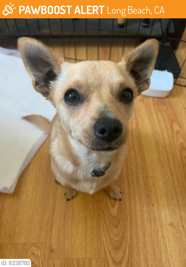Rehomed Female Dog last seen Division and Cimeno Ave, Long Beach, CA 90803