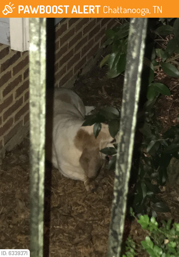 Found/Stray Unknown Dog last seen Gunbarrel and Min Tom, Chattanooga, TN 37421