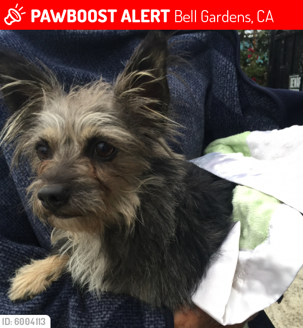 Lost Male Dog last seen Emil ave bell Gardens ca, Bell Gardens, CA 90201