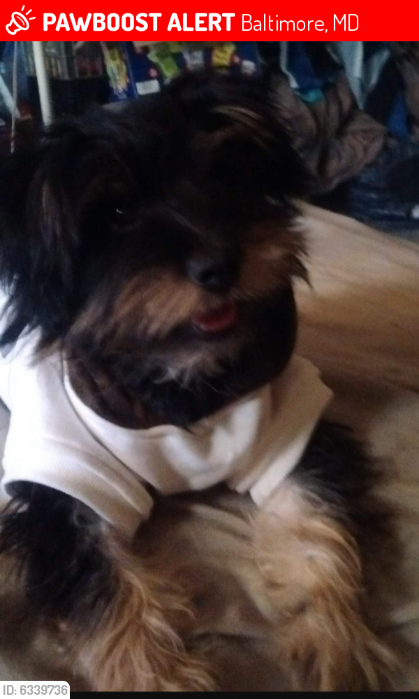 Lost Male Dog last seen Poplar Grove, Baltimore, MD 21216
