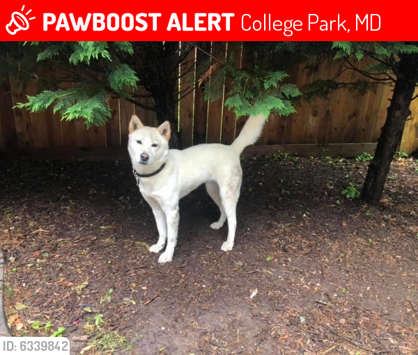 Lost Female Dog last seen Baltimore Ave, College Park, MD 20740