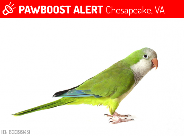 Deceased Female Bird last seen Jule Drive, Country Mill, Clark Farm Estates, Chesapeake, VA 23322