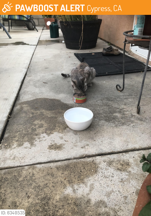 Rehomed Unknown Cat last seen Valley View and Orangewood Cypress, Cypress, CA 90620