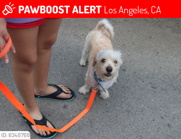 Lost Male Dog last seen Near W 55th St, Los Angeles Ca, 90037, Los Angeles, CA 90037