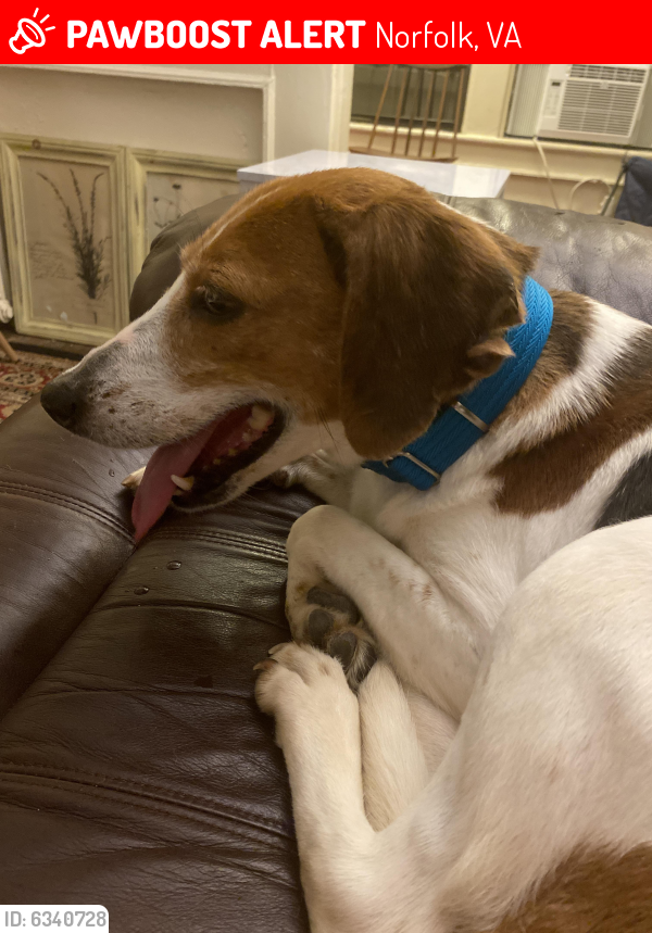 Lost Female Dog last seen Hampton Blvd and West 25th St in the Ghent area , Norfolk, VA 23507