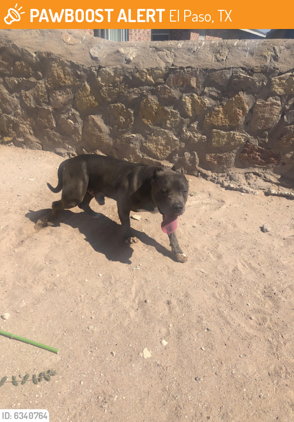 Found/Stray Male Dog last seen Vista del sol and joe battle, El Paso, TX 79936