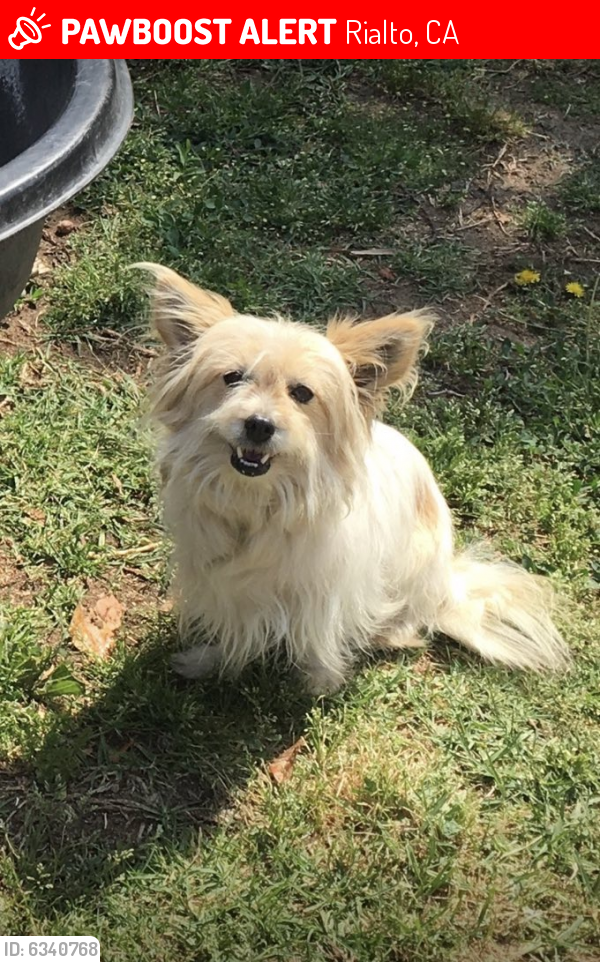 Lost Female Dog last seen Allen and Oakdale , Rialto, CA 92376