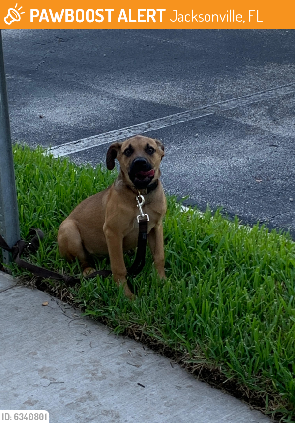 Found/Stray Male Dog last seen Belfort office plaza , Jacksonville, FL 32256