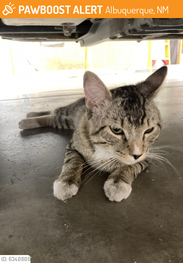 Found/Stray Male Cat last seen Coors/Montano, Albuquerque, NM 87114