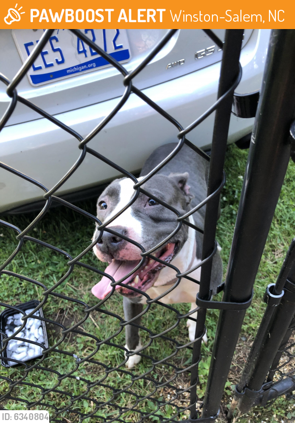 Found/Stray Female Dog last seen Peacehaven and Lynhaven Drive, Winston-Salem, NC 27104