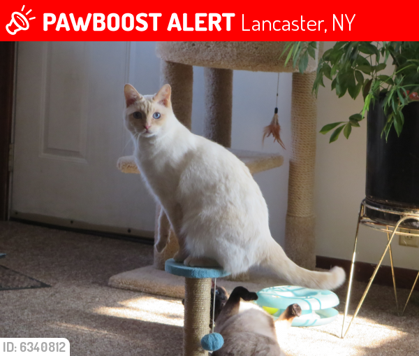 Lost Male Cat last seen erie and court, Lancaster, NY 14086