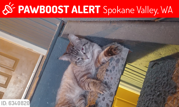 Lost Male Cat last seen 11th ave and park rd, Spokane Valley, WA 99016