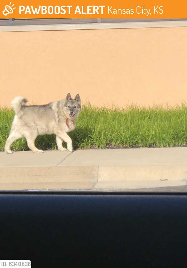 Found/Stray Unknown Dog last seen Heartland urgent care, Kansas City, KS 66109