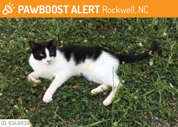 Found/Stray Male Cat last seen Mount pleasant Rd North & Row Cab Line Road, Rockwell, NC 28124