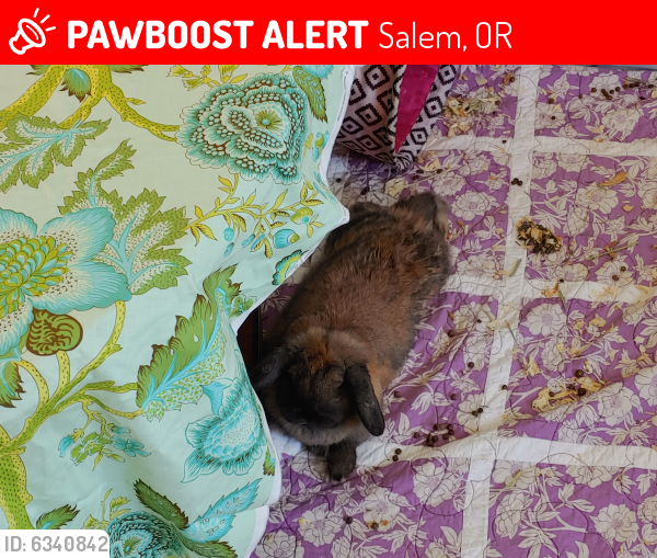 Lost Female Rabbit last seen Kuebler and Liberty, Salem, OR 97306