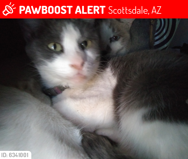 Lost Female Cat last seen 68th St/South of McDowell Rd, Scottsdale, AZ 85257