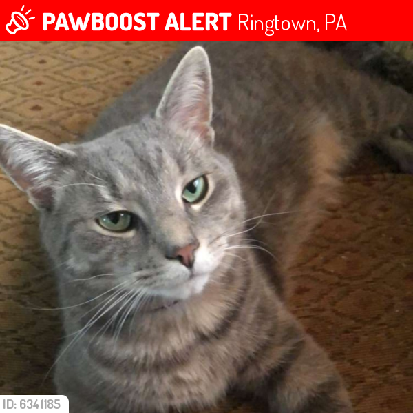 Lost Male Cat last seen Melanie Manor mobile home park, Ringtown, PA 17967