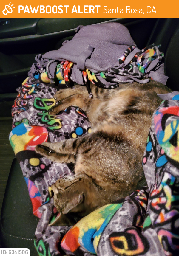 Found/Stray Female Cat last seen Sonoma Ave & Summerfield , Santa Rosa, CA 95405