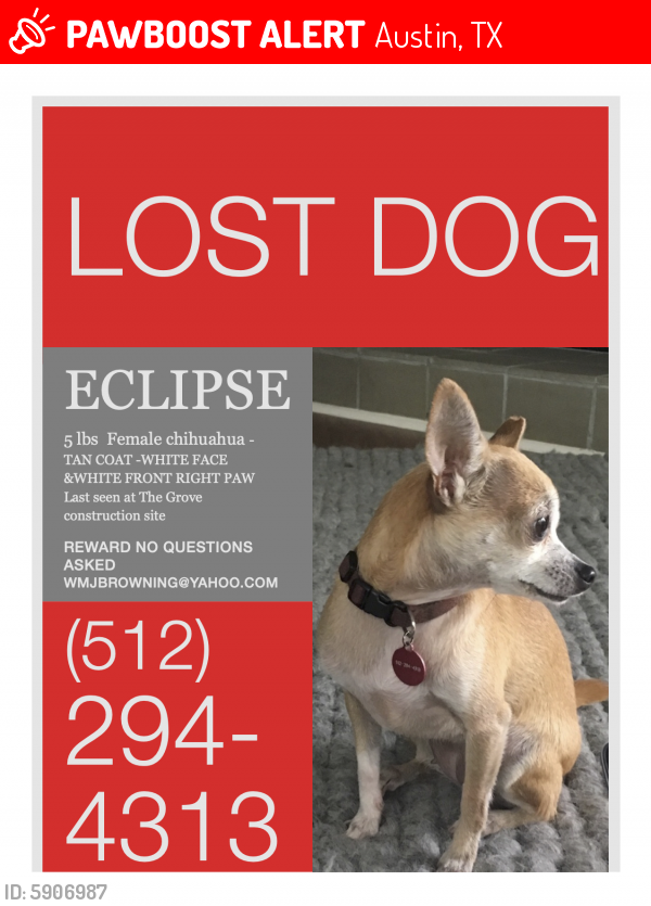 Lost Female Dog last seen Near Shoal Creek Blvd, Austin TX 78756, Austin, TX 78756
