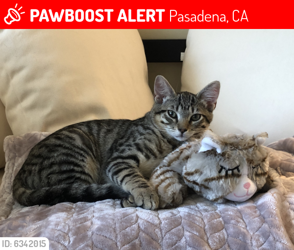 Lost Male Cat last seen Near Mayfair Drive, Pasadena CA 91107, Pasadena, CA 91107