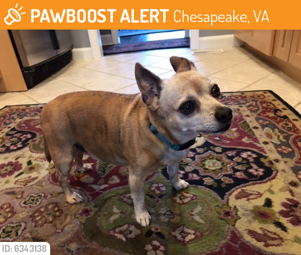 Found/Stray Male Dog last seen Wilson Road Chesapeake, VA 23322, Chesapeake, VA 23322