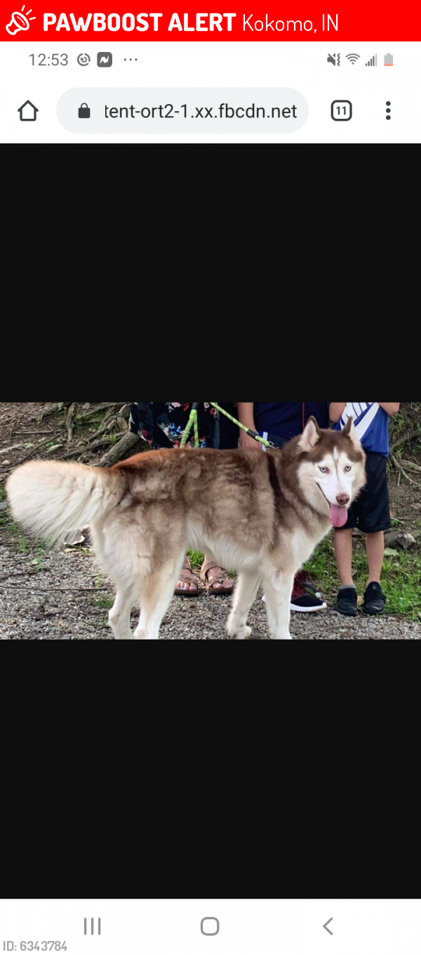 Lost Male Dog last seen Apperson , Kokomo, IN 46901