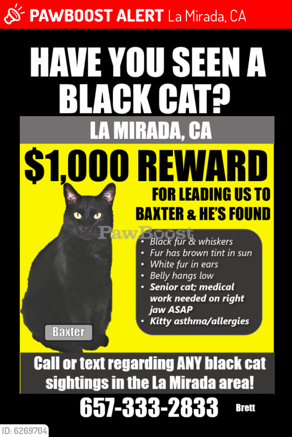 Lost Male Cat last seen Biola & Stage Rd, The Ranch Apartments, La Mirada, CA 90638