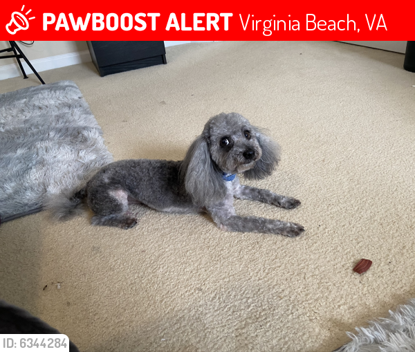 Lost Male Dog last seen Virginia Beach, Virginia Beach, VA 23451