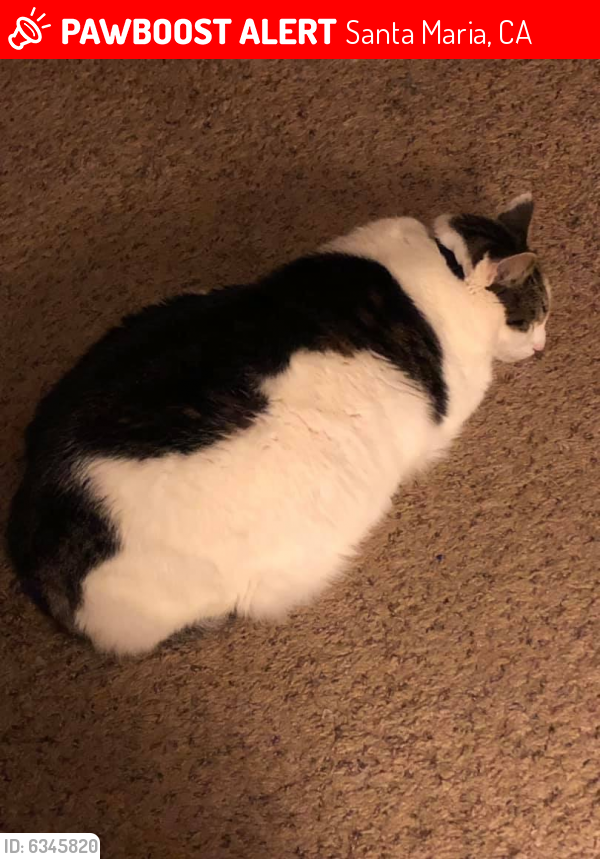 Lost Male Cat last seen Hancock terrace apartments , Santa Maria, CA 93454