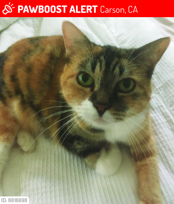 Lost Female Cat last seen On Bonita Street between 220th and 223rd Street, Carson, CA 90745