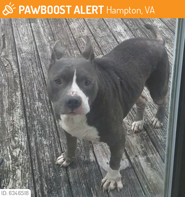Found/Stray Male Dog last seen Gosnolds Hope Park, Hampton, VA 23669