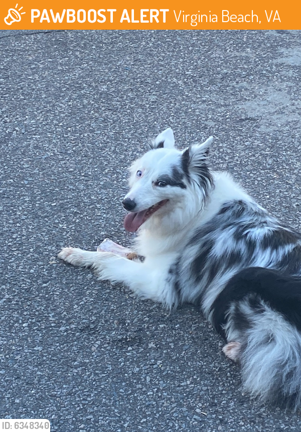 Found/Stray Female Dog last seen Princess Anne road, Kempsville Road, Virginia Beach, VA 23462