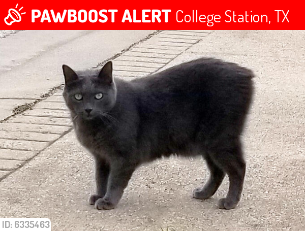 Lost Male Cat last seen Rocky Vista Dr. College Station TX, College Station, TX 77845