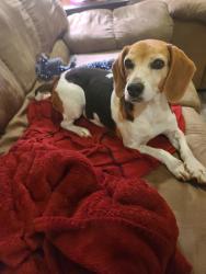Reunited Female Dog last seen Semmes Al, Semmes, AL 36613