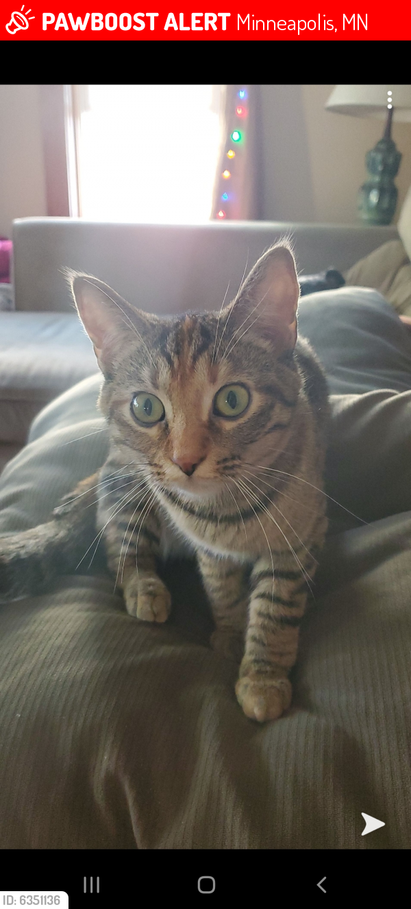 Minneapolis, MN Lost Female Cat, Izzy Is Missing | PawBoost