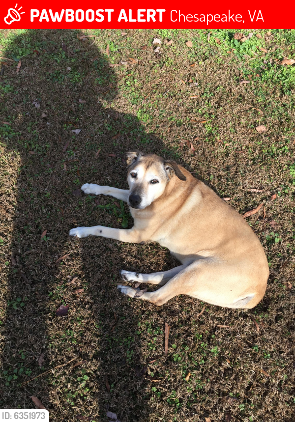 Lost Male Dog last seen Battlefield and Centerville , Chesapeake, VA 23322