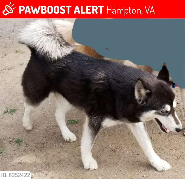 Lost Female Dog last seen Weaver and Gumwood, Hampton, VA 23666