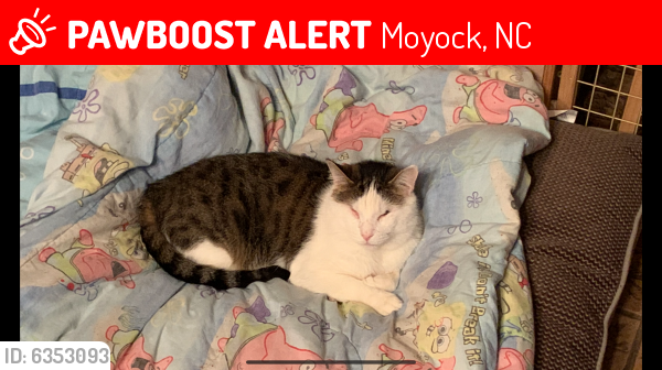 Lost Male Cat last seen South Mills road , Moyock, NC 27958