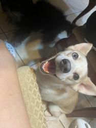 Reunited Female Dog last seen Near Acacia Wood Way, Katy, TX 77449, USA, Katy, TX 77449