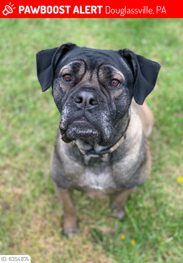 Lost Female Dog last seen Near East Main Street Douglassville Pa, Douglassville, PA 19518