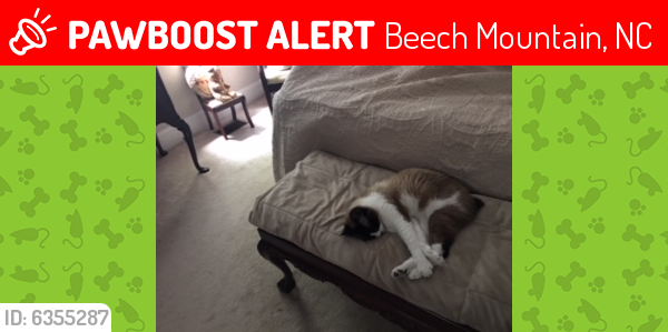 Lost Female Cat last seen Strawberry Lane and Lakeledge, Beech Mountain, NC 28604