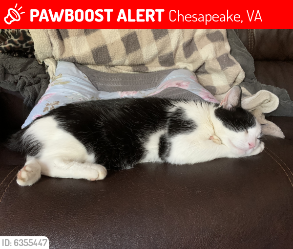 Lost Male Cat last seen Gilmerton , Chesapeake, VA 23323