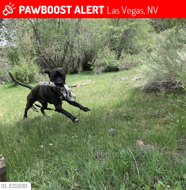 Lost Male Dog last seen Lake mead calville bay, Las Vegas, NV 89178