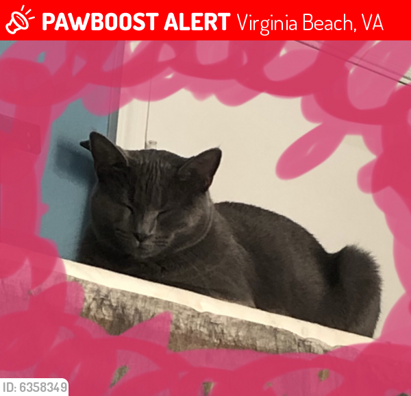 Lost Female Cat last seen Locke Lane and Oleander Cir, Virginia Beach, VA 23464