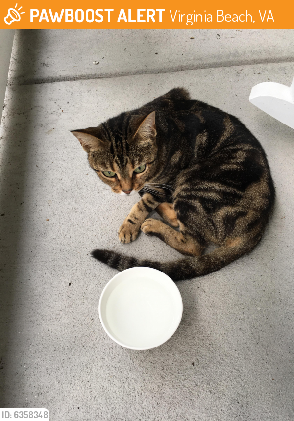 Found/Stray Unknown Cat last seen Windy Pines, Virginia Beach, VA 23456