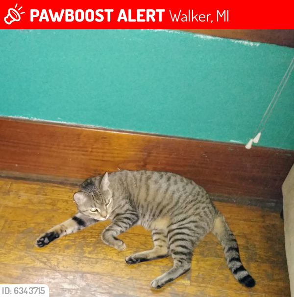Lost Female Cat last seen At the Walker rest area, Walker, MI 49534