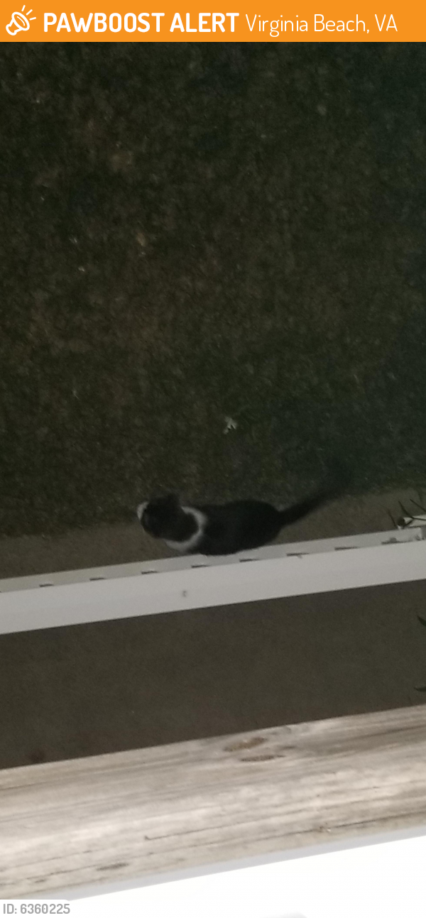 Found/Stray Female Cat last seen Newpointe Condos, Virginia Beach, VA 23462