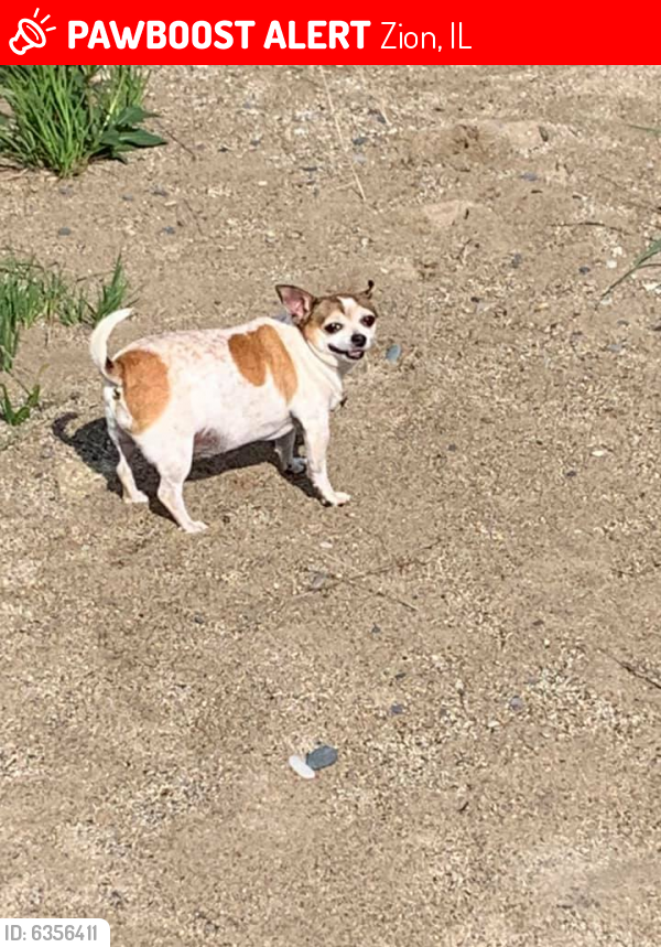 Lost Male Dog last seen Near 19th Street, Zion, IL. 60099, Zion, IL 60099