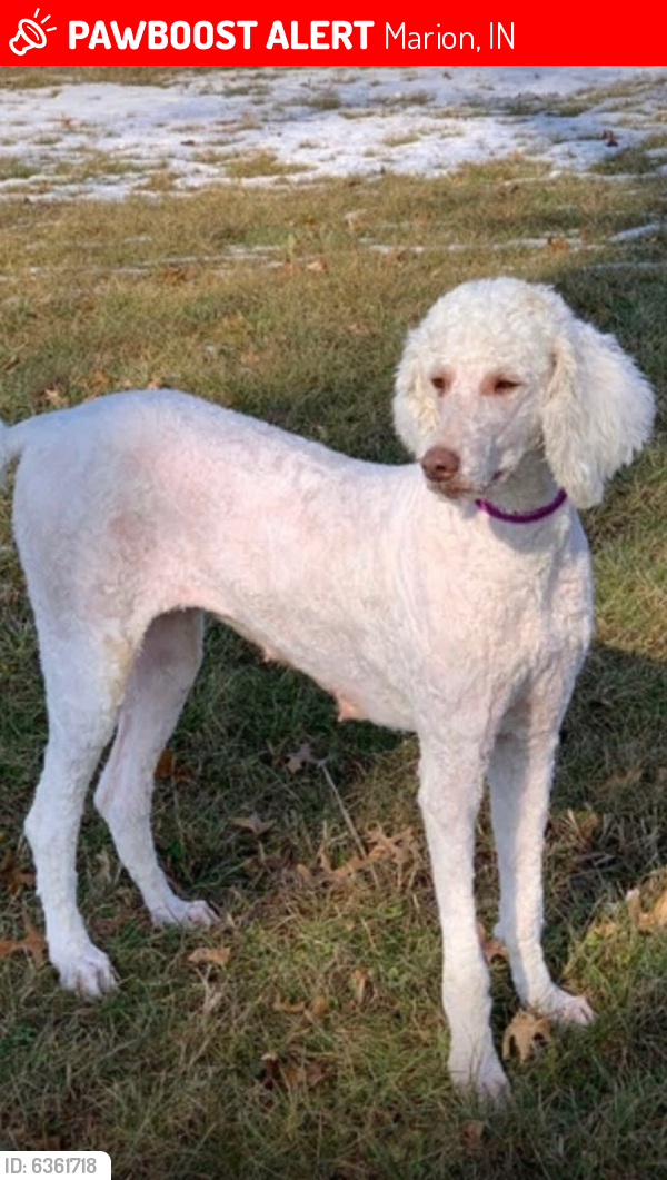 Lost Female Dog last seen Harts golf course, Marion, IN 46952